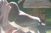 NZ-pigeon