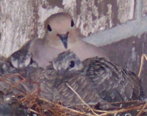 NestlingQuailAndMotherQuailCropped.jpg