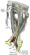 Nerves of the orbit. Seen from above.