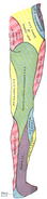 Diagram of the segmental distribution of the cutaneous nerves of the right leg. Posterior view.