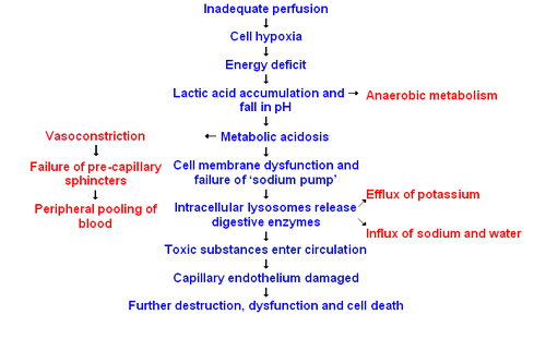 Shock-cell2