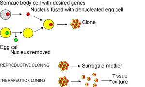 Cloning diagram english