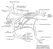 Plan of the facial and intermediate nerves and their communication with other nerves.