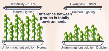 Heritability plants