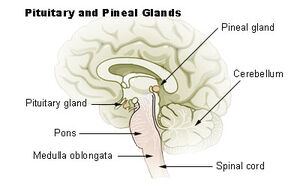 Illu pituitary pineal glands