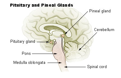 Somatosensory evoked potentials wiki