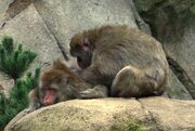 Japanese Macaques grooming