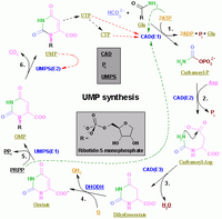 Nucleotides syn2