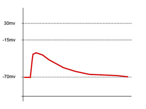 Synapse diag6