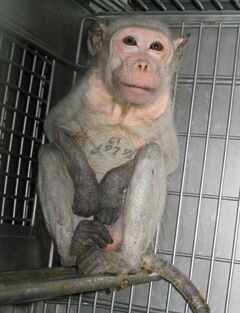 Animal testing | Psychology Wiki | Fandom Animal testing | Psychology Wiki | Fandom