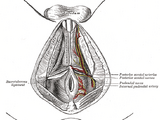 Bulbospongiosus muscle
