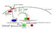 Beta adrenergic receptor kinase pathway