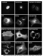 Proteins in different cellular compartments and structures tagged with green fluorescent protein.