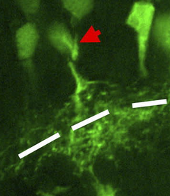 Amacrine cell - Xenopus retinal cells stained for cdk2/cyclin2 with red arrow indicating amacrine cell. IPL is shown in white.
