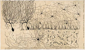 CajalCerebellum