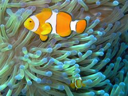 Common clownfish curves dnsmpl