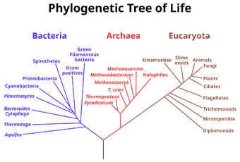 Phylogenetic tree