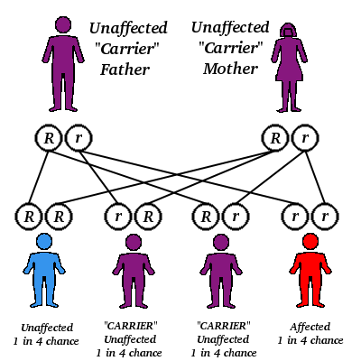 dominant and recessive traits