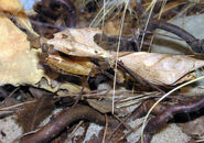 A dead leaf mantis (Deroplatys desiccata)