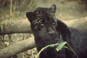 Black jaguar