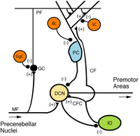 CerebCircuit