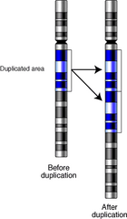 Gene-duplication