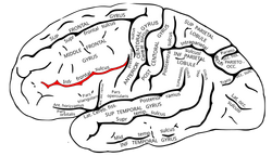 Gray726 Inferior frontal sulcus