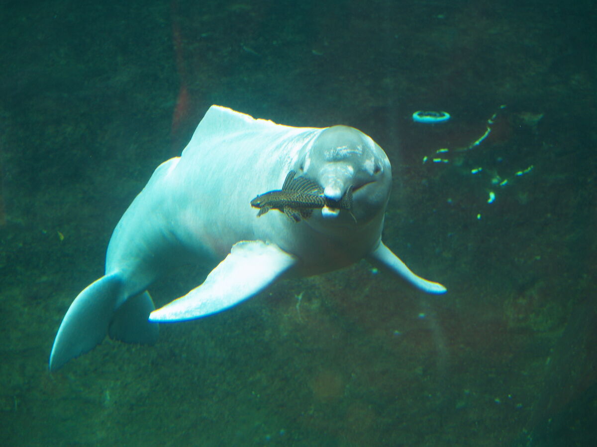 Aquatic mammals | Psychology Wiki | Fandom