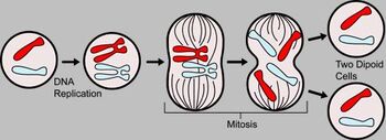 MajorEventsInMitosis