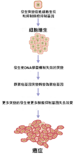 Cancer requires multiple mutations from NIH