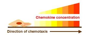 Chemokine concentration chemotaxis