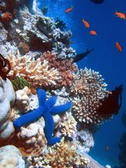 Blue Linckia Starfish