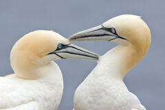 Two Gannets edit 2