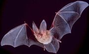 Big-eared-townsend-fledermaus