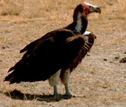 Nubianvulture