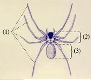 Archindae characters