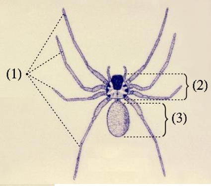 Pain-related spider species. Mygalomorph and araneomorph spiders are