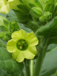 Native American tobacco flower