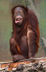 Pongo pygmaeus (orangutang)
