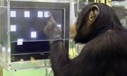 Chimpanzee Spatial Working Memory Test