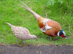 Male and female pheasant