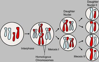 MajorEventsInMeiosis