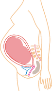 Relative size in 9th Month (simplified illustration)