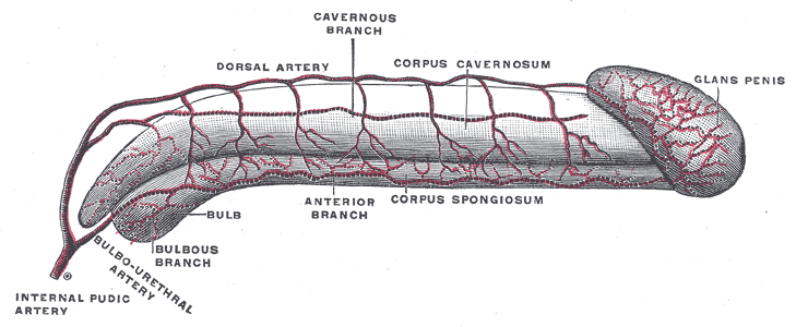 Preputioplasty - Wikipedia