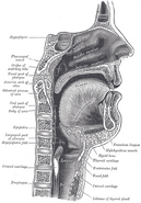 Sagittal section of the nose, mouth, pharynx, and larynx.
