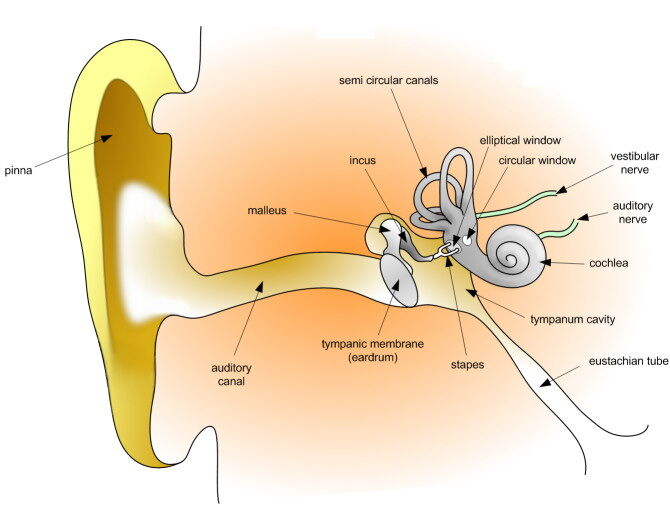 Tragus piercing - Wikipedia