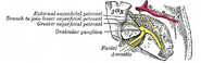 The course and connections of the facial nerve in the temporal bone.