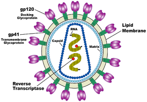 HIV Viron