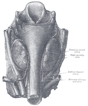 Parathyroidglands