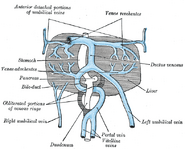 The liver and the veins in connection with it, of a human embryo, twenty-four or twenty-five days old, as seen from the ventral surface.